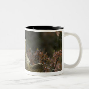Alert young Grey wolf (Canis lupus) sniffing Two-Tone Coffee Mug