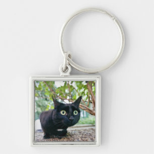 alerted cat hiding under bush. key ring