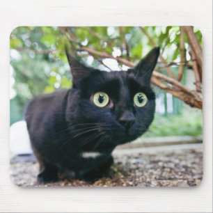 alerted cat hiding under bush. mouse pad
