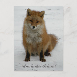 Aleutian Fox in Winter, Unalaska Island Postcard
