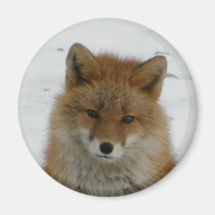 Aleutian Fox Magnet
