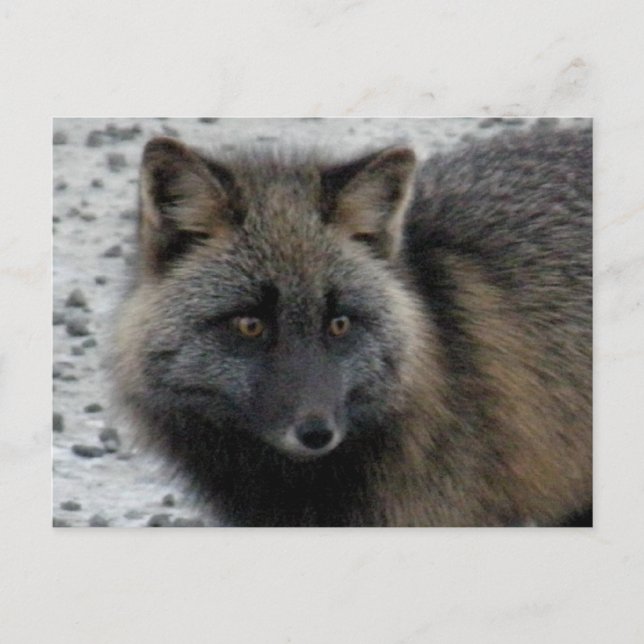Aleutian Fox on Unalaska Island Postcard (Front)