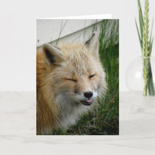 Aleutian Fox With Funny Expression Card