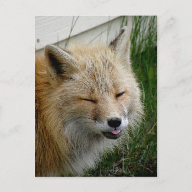 Aleutian Fox With Funny Expression Postcard (Front)