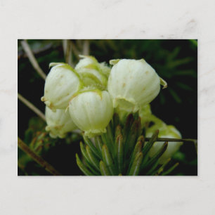 Aleutian Heather Blossoms, Unalaska Island Postcard