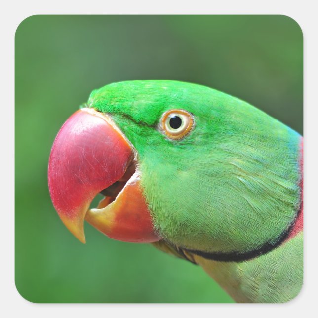 Alexandrine Parakeet Square Sticker (Front)