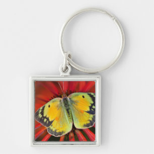 Alfalfa Butterfly On Cone Flower Key Ring