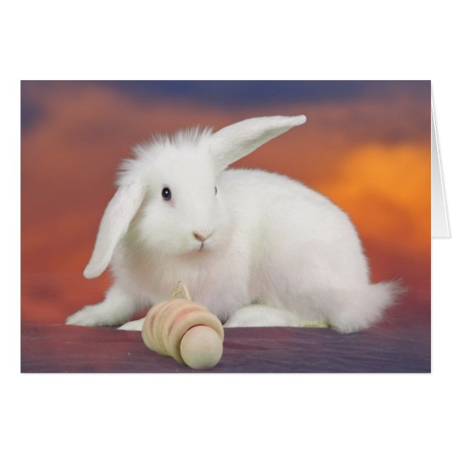 Alfredo (Front Horizontal)