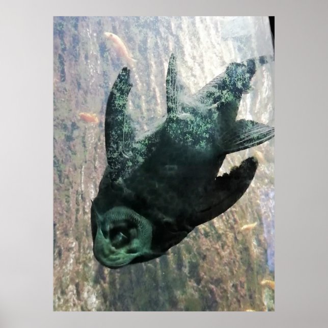 Algae eater in an aquarium. poster (Front)