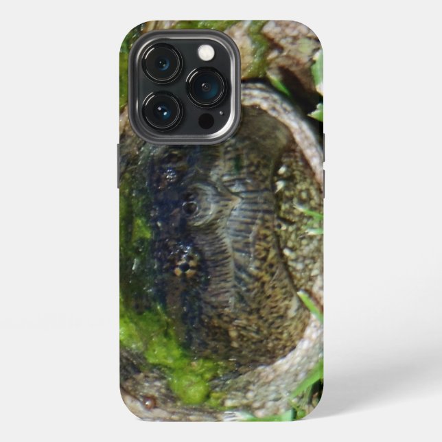 Algae Face Snapper Turtle  iPhone Case (Back)