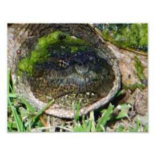 Algae Face Snapper Turtle Photo Print