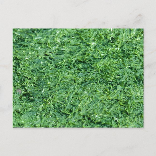 Algae green background postcard (Front)