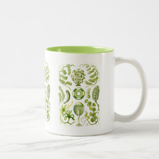 Algae Two-Tone Coffee Mug