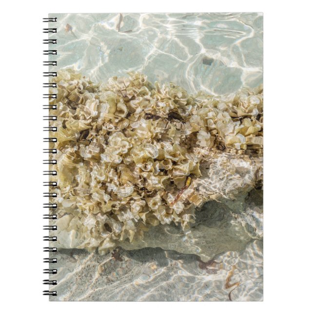 Algas Spiral Photo Notebook (Front)