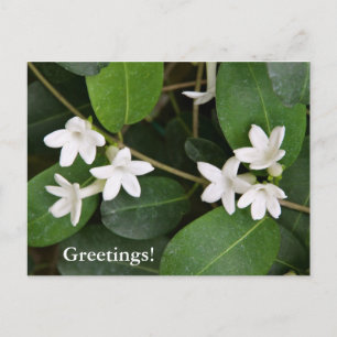 Algerian Ivy Postcard