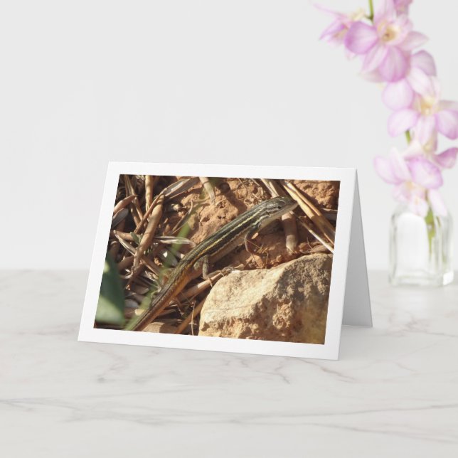 Algerian Sand Racer, Psammodromus Algirus, Lizard Card (Orchid)