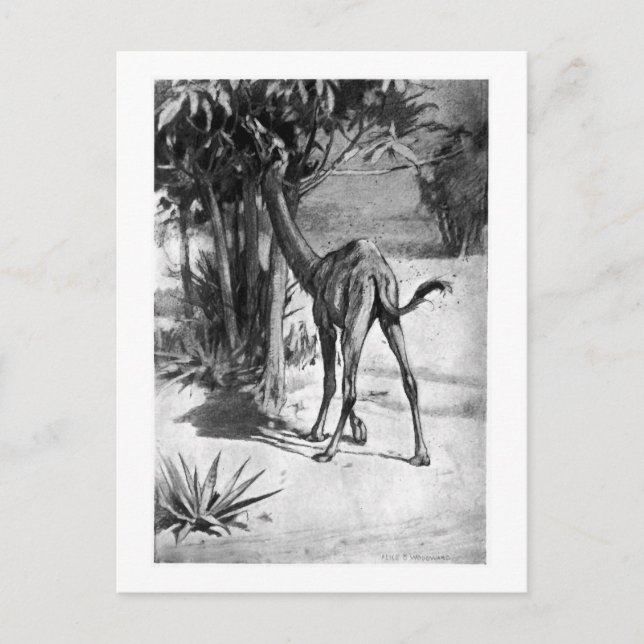 Alice B. Woodward: Altecamelus art poscard Postcard (Front)
