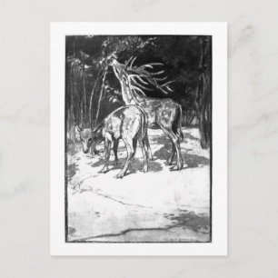 Alice B. Woodward: Cervus sedgwicki art postcard