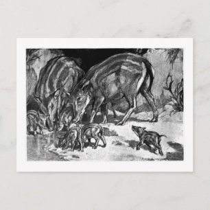 Alice B. Woodward: Hyapotamus art poscard Postcard