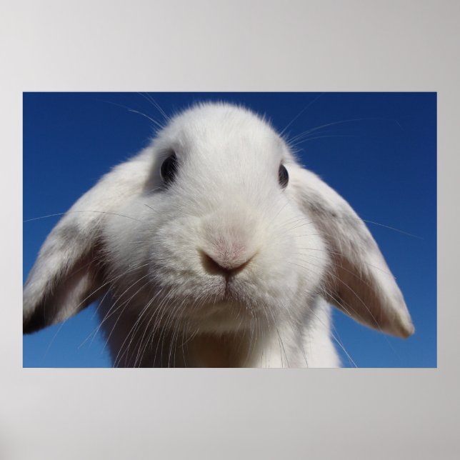 Alice — White Lop Rabbit Poster (Front)