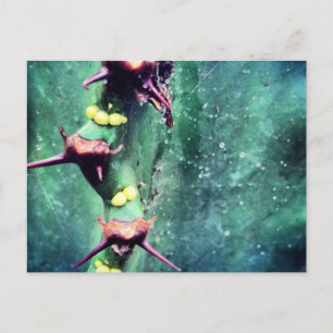 Alien Cactus Postcard