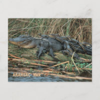 Aligator Mom