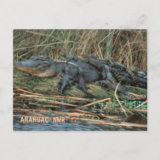 Aligator Mom Postcard