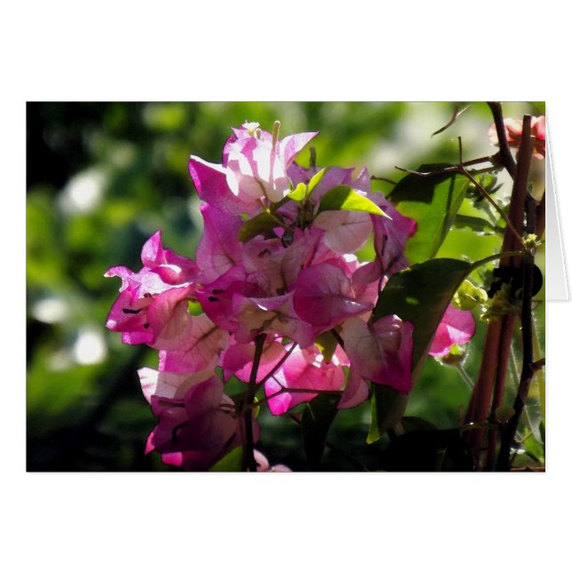 Alive 2 (Front Horizontal)