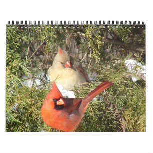 All Cardinals Calendar