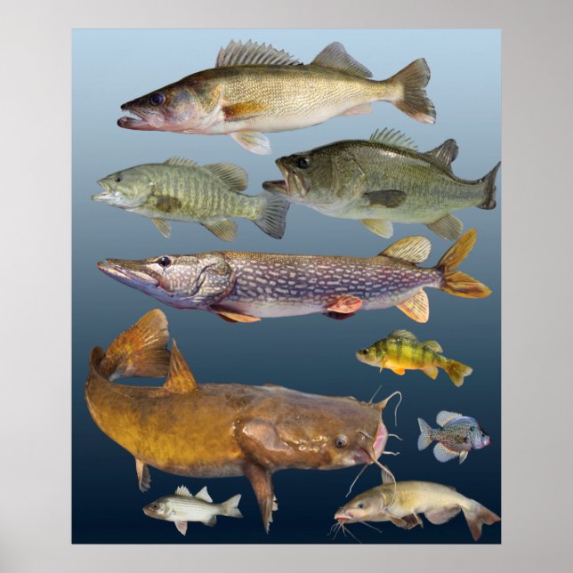 all game fish poster (Front)