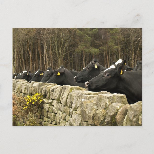 All in a Row Postcard (Front)