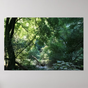 All is Quiet in Shadow Den, Muir Woods Poster