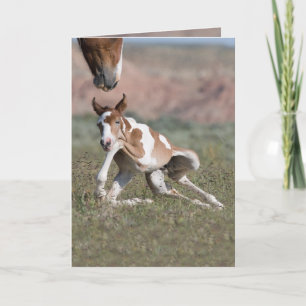 All Legs Wild Horse Greeting Card