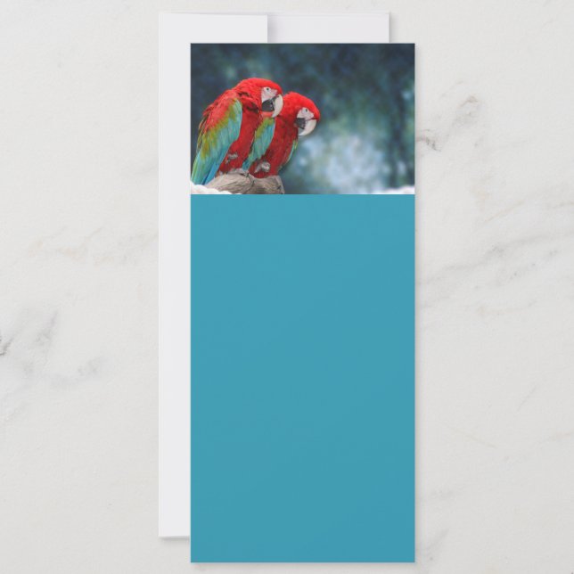 All Occasion Colourful Parrots (Front)