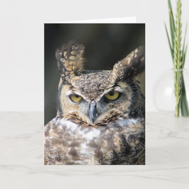 All occasion note cards featuring Great-Horned Owl (Front)