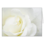 All Occasion White Rose