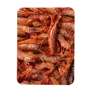 All Prawn and No Brain Magnet