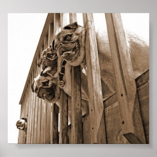 ALL PUGS ON DECK canvas Poster