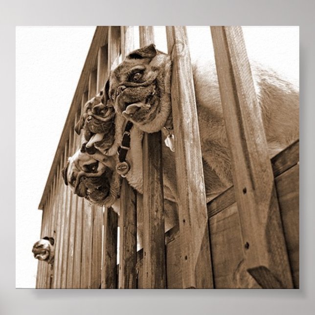 ALL PUGS ON DECK canvas Poster (Front)