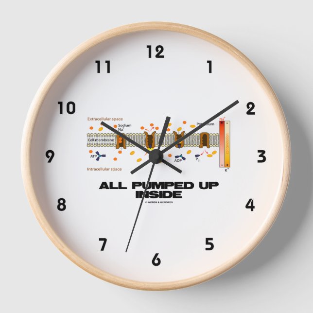 All Pumped Up Inside Active Transport Na-K Pump Clock (Front)