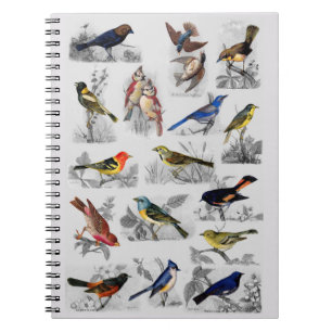 All Sorts of Birds Notebook
