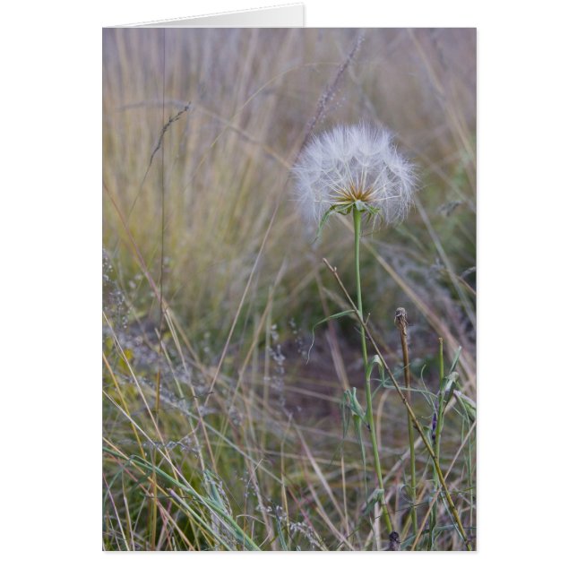 All the small things (Front)