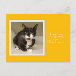 All Things Belong to Cats Postcard