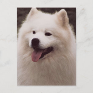 All White Dog Postcard