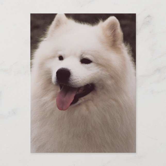 All White Dog Postcard (Front)