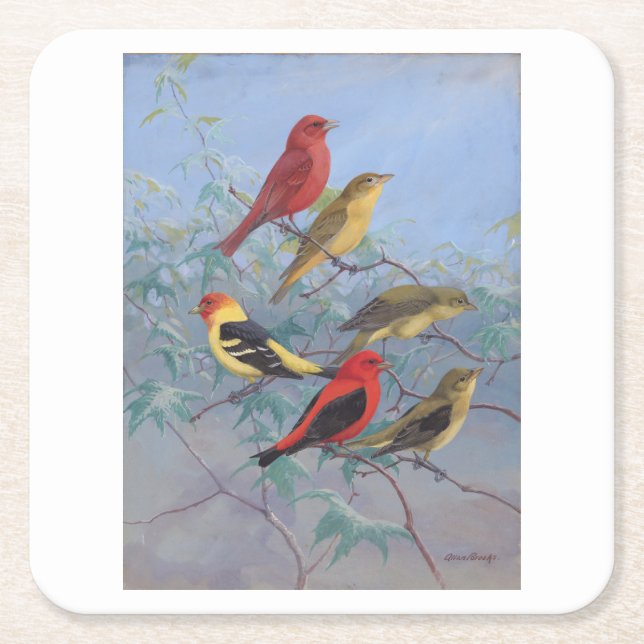 Allan Brooks Birds no3 Square Paper Coaster (Front)