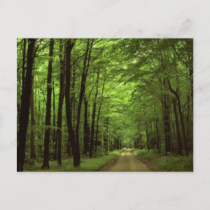 Allegheny National Park, Pennsylvania Postcard