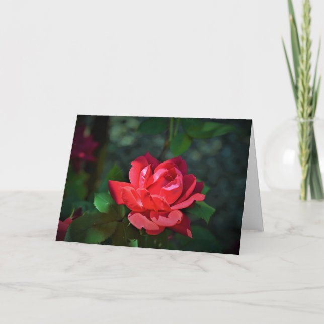 allegoricallittera.blogspot.com Red Rose, rose Card (Front)