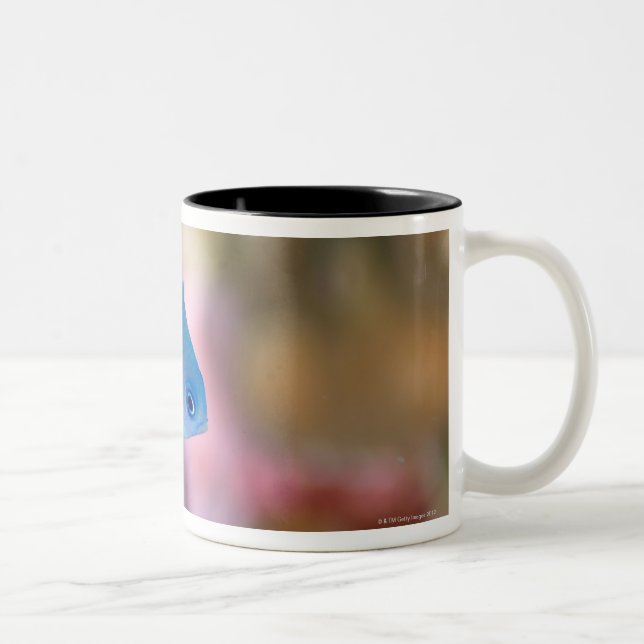 Allen's chromis Two-Tone coffee mug (Right)
