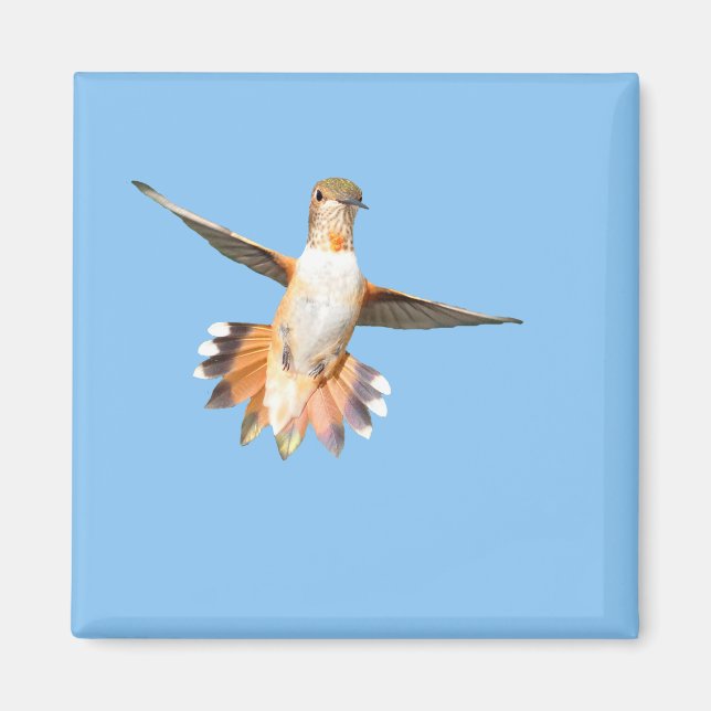 Allen's Hummingbird in Flight Magnet (Front)